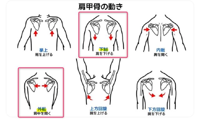 肩甲骨の動き