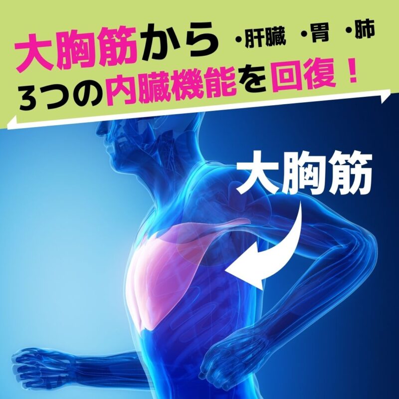 3つの内臓の状態をチェックするには？大胸筋をアプローチ