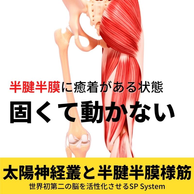 半腱半膜の3つの状態は?一番分かりやすいのは固くて動かない状態