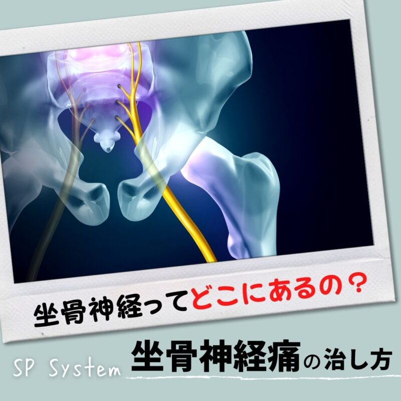 坐骨神経ってどこにあるの？