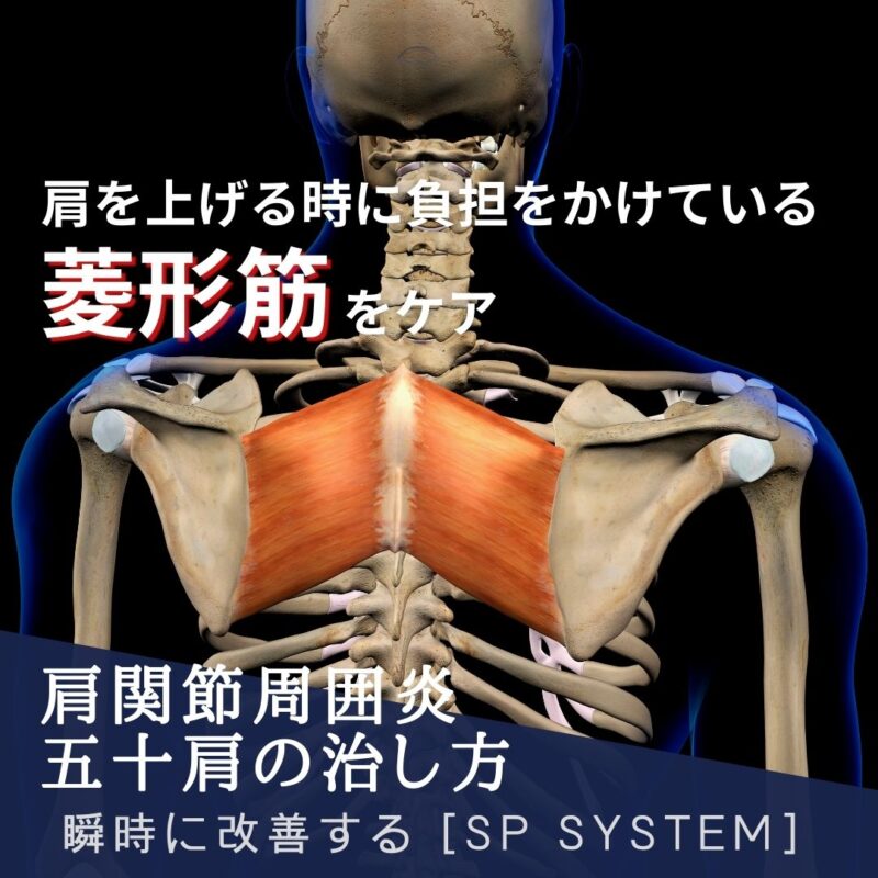 片関節周囲炎・五十肩に対して見落としてる筋肉とは?3つの筋肉を解説