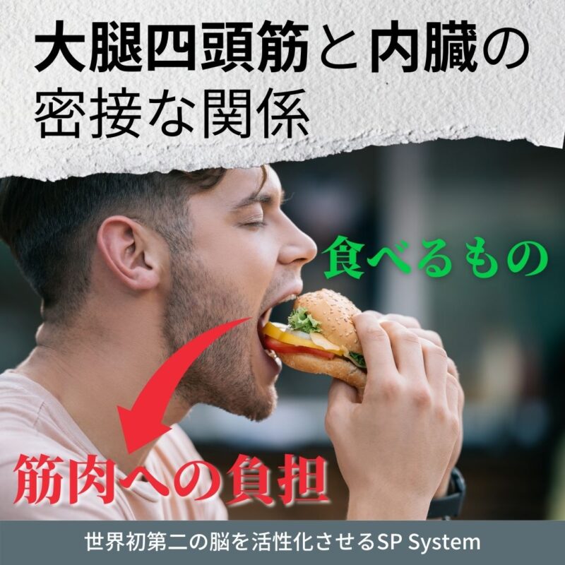 大腿四頭筋と内臓の関係性がある？負担がかかる小腸