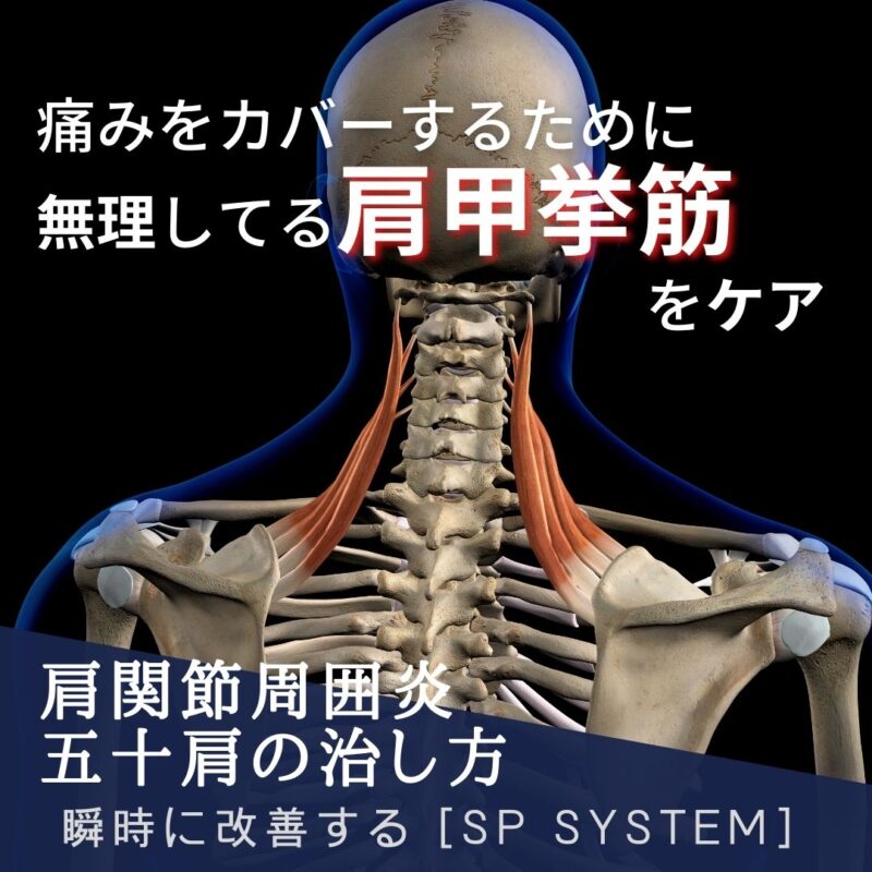 片関節周囲炎・五十肩に対して見落としてる筋肉とは?3つの筋肉を解説