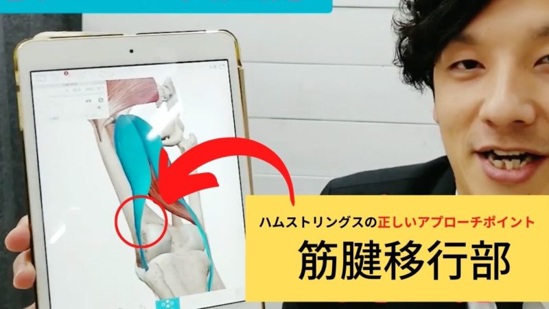 正しいハムストリングスのアプローチポイントとは?筋肉全般に効果的な筋腱移行部